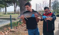 Balıkçının ağlarına takılan Mersin balığı koruma altına alındı