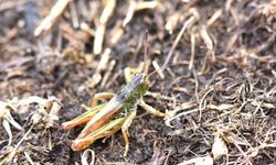 Bilim insanları yeni bir çekirge cinsi keşfetti