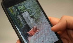 Boyalı köpekler merak uyandırdı