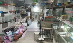 Camı kırıp 9 papağan çaldılar