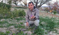 Demirci’de safran çiçeği yetiştirildi