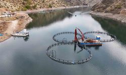 Diyarbakır’da 500 ton kapasiteli tesisten dünyaya "Mezopotamya somonu" gönderilecek