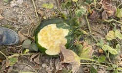 Elazığ’da bahçeler domuzlarının istilasına uğradı