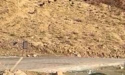 Elazığ’da nesli tükenme tehdidi altında olan dağ keçileri görüldü