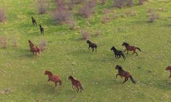 Eskişehir’deki yılkı atların özgür halleri havadan görüntülendi