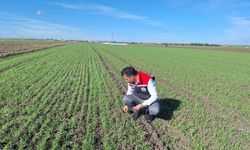 Hububat tarlalarında ’ekin kambur böceği’ tehlikesi