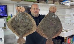 Karadeniz’de hamsi bereketi diğer balık türlerini de canlandırdı