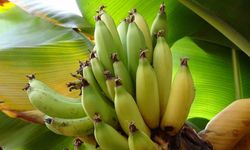 Karadeniz’de muz ve mango yetişiyor