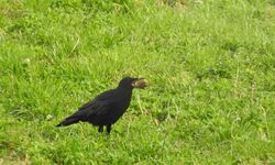 Kargaların unuttuğu cevizler ağaç oluyor