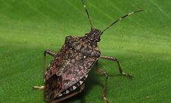 Kokarcanın fındıktaki zararı derinleşiyor