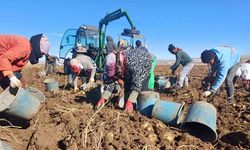 Malazgirt’te ilk defa ekilen patates umut oldu