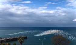 Martıların deniz üstündeki dansı izleyenleri hayran bıraktı