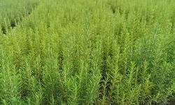 Muğla’da atıl araziler biberiye ile canlanıyor