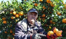 Rekolte arttı, Satsuma mandalinası pazarda yerini aldı