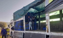 Sarıgöl’de örtüaltı üzüm hasadı devam ediyor