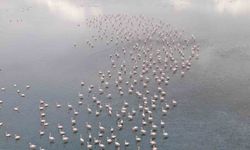 Urmiye Gölü kuruyunca flamingolar Van’a akın etti