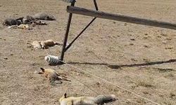 Van’da korkunç manzara: Düşen enerji hattı yaban hayvanlarını öldürdü