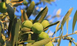 Zeytin alırken nelere dikkat etmeli; Oleolog Kıvrak açıkladı
