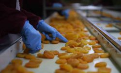 Zirai donun vurduğu coğrafi işaretli Malatya kayısısında hedef 300 milyon dolar gelir