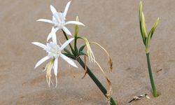 Herkül’ün ağzından damladı, Akdeniz’in endemik bitkisi oldu