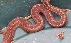 Doğu Karadeniz’de ayılardan sonra yılanlar da kış uykusuna yatmadı