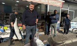 138 kiloluk kılıç balığı ilgi odağı oldu