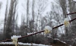 15 gün önce çiçek açan erik ağaçları kar altında kaldı