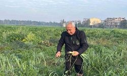 Ata tohumundan ilaç kullanılmadan üretiliyor, Kent Lokantası’ndaki yemeklerde kullanılıyor