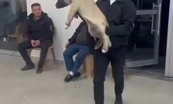 Damadın arkadaşı düğün hediyesi olarak 100 bin liralık köpek hediye etti