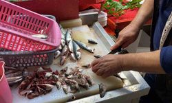 Doğru bilinen yanlışı uzmanı açıkladı: "Gözüne bakıp tazeliğini anlarım diyen yalan söyler"