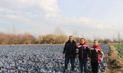 Erzincan’da kış ortasında sebze hasadı