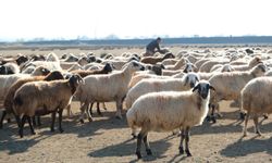 Erzincan'da sürüler merada