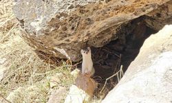 Hakkarili dağcılar nesli tükenen gelincik görüntüledi