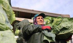 Hasadın yükünü kadınlar taşıyor: Yağmur, çamur demeden bin bir zorluklarla çalışıyorlar