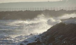 İstavrit hamsiyi tahtından etti