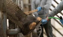 İzmir'de fillere hayat kurtaran ayak bakımı