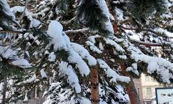 Kar yağışının ardından ağaçlarda kartpostallık görüntü