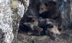 Kış uykusuna yatmaya hazırlanan ayı ailesi böyle görüntülendi