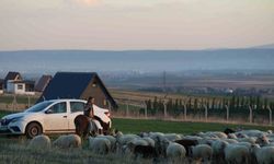 Küçük kız baba mesleği çobanlığı devam ettiriyor: Eşeğinin üzerinde koyunlarını güdüyor