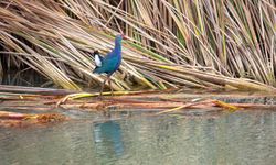 Mersin'de nesli tehlikedeki 'saz horozu' Göksu Deltası'nda görüntülendi