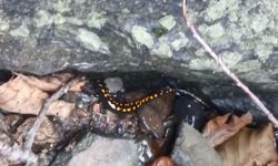 Nesli tehlike altındaki Kafkas semenderi Şavşat’ta görüntülendi