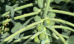 Rusya ve Hollanda lahanayı "Brüksel"den değil İznik’ten alıyor