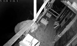 Tırmandığı balkonda kovanlardaki balı yiyen ayı kameralara yakalandı