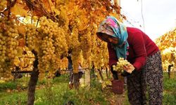 Üzüm hasadında sona yaklaşıldı