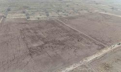 Yaban domuzları arpa ve buğday ekili tarlayı adeta haritaya çevirdi