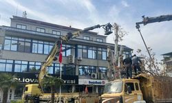 Yaşı 200’e yaklaşan çınar ağacı budandı