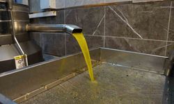 Zeytinyağı fiyatları belli oldu, fiyatlarda artış yaşandı