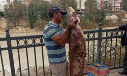 Boyu kadar yayın balığını eliyle yakaladı