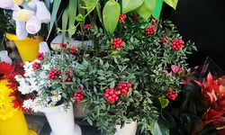 Kokina mevsimi başladı: Kokina çiçeği neden bu kadar popüler oldu?