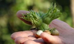 Düzce'de fındık ihraç rakamları geçen yılın gerisinde kaldı